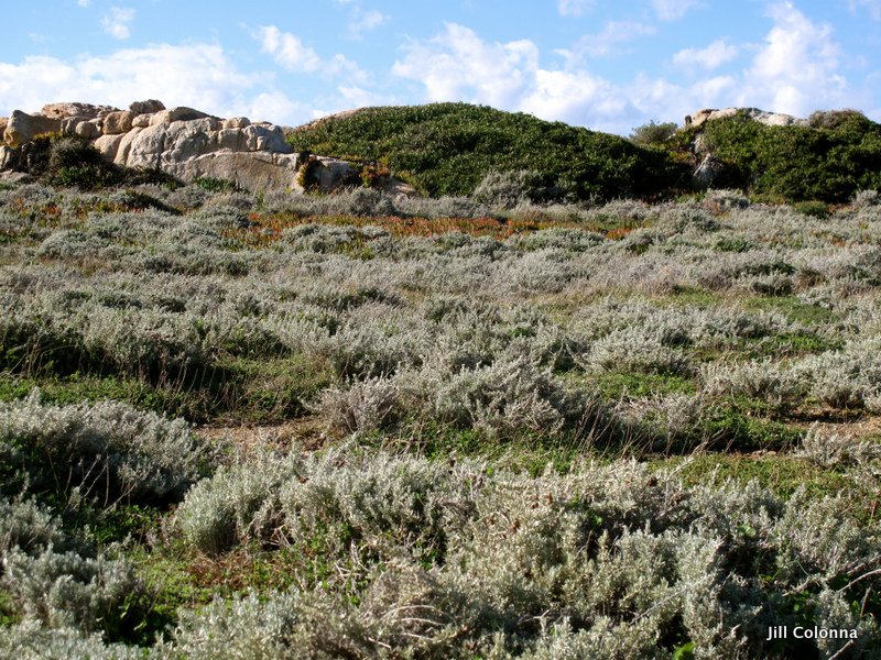 Corsican Herbs