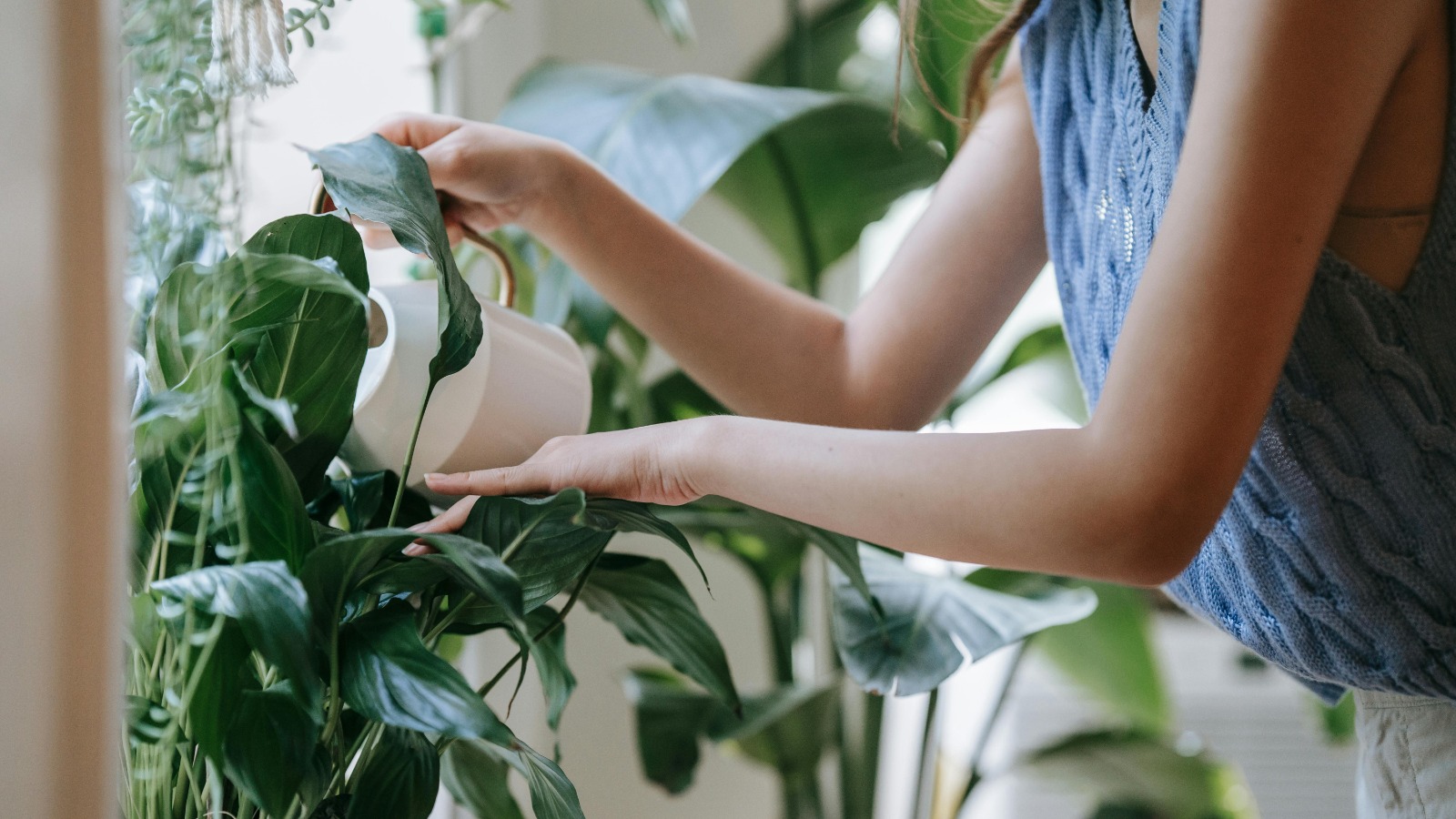 Watering Houseplants
