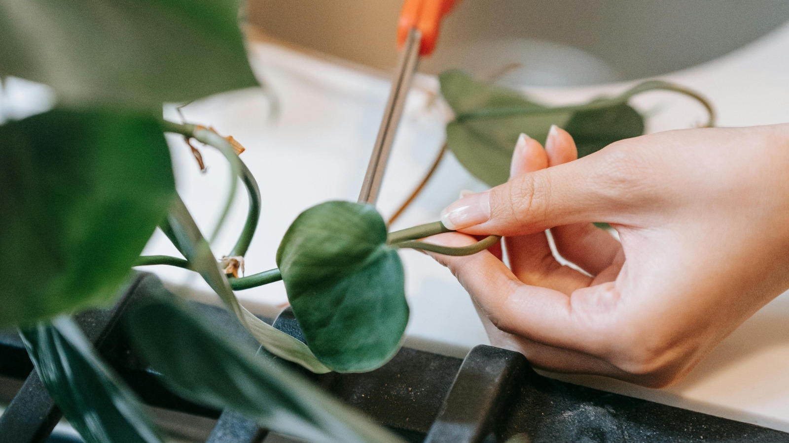 Pruning Houseplants