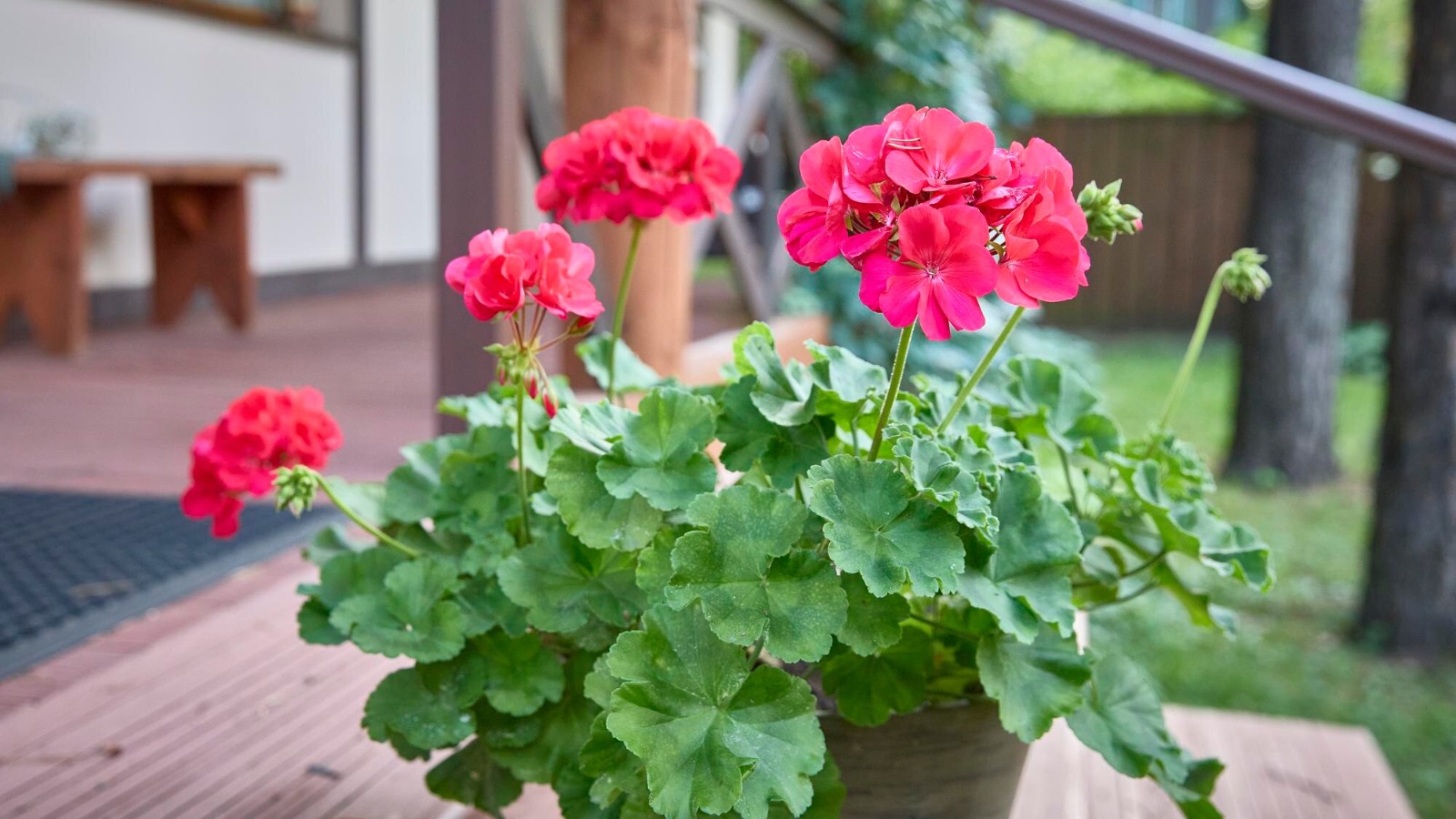 Popular French Houseplants
