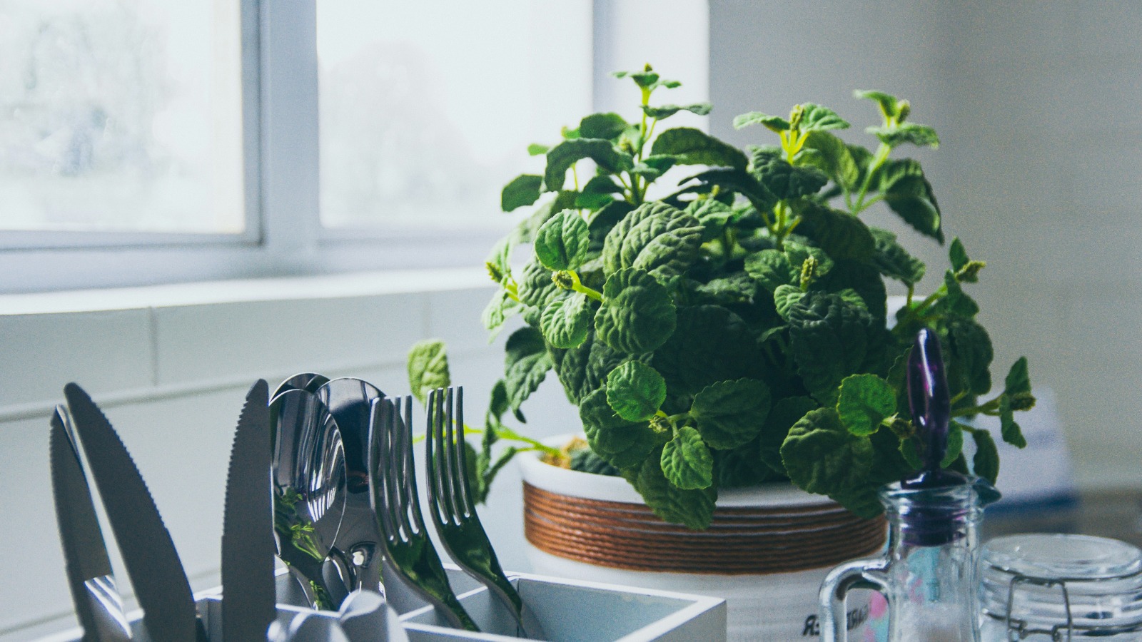Caring for Houseplants