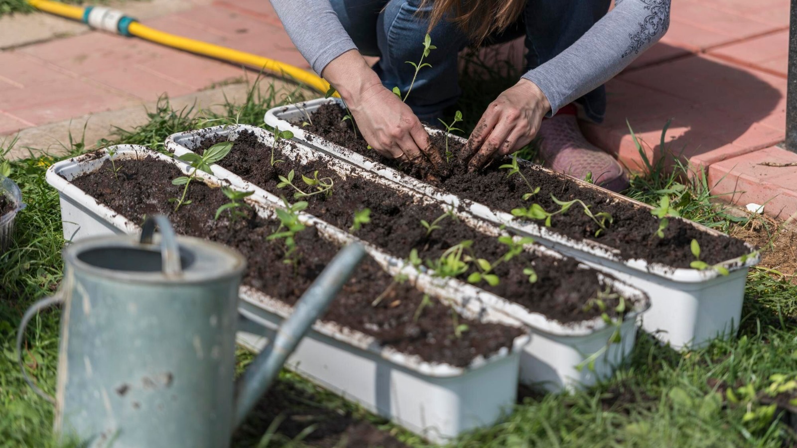 Garden Setup Steps