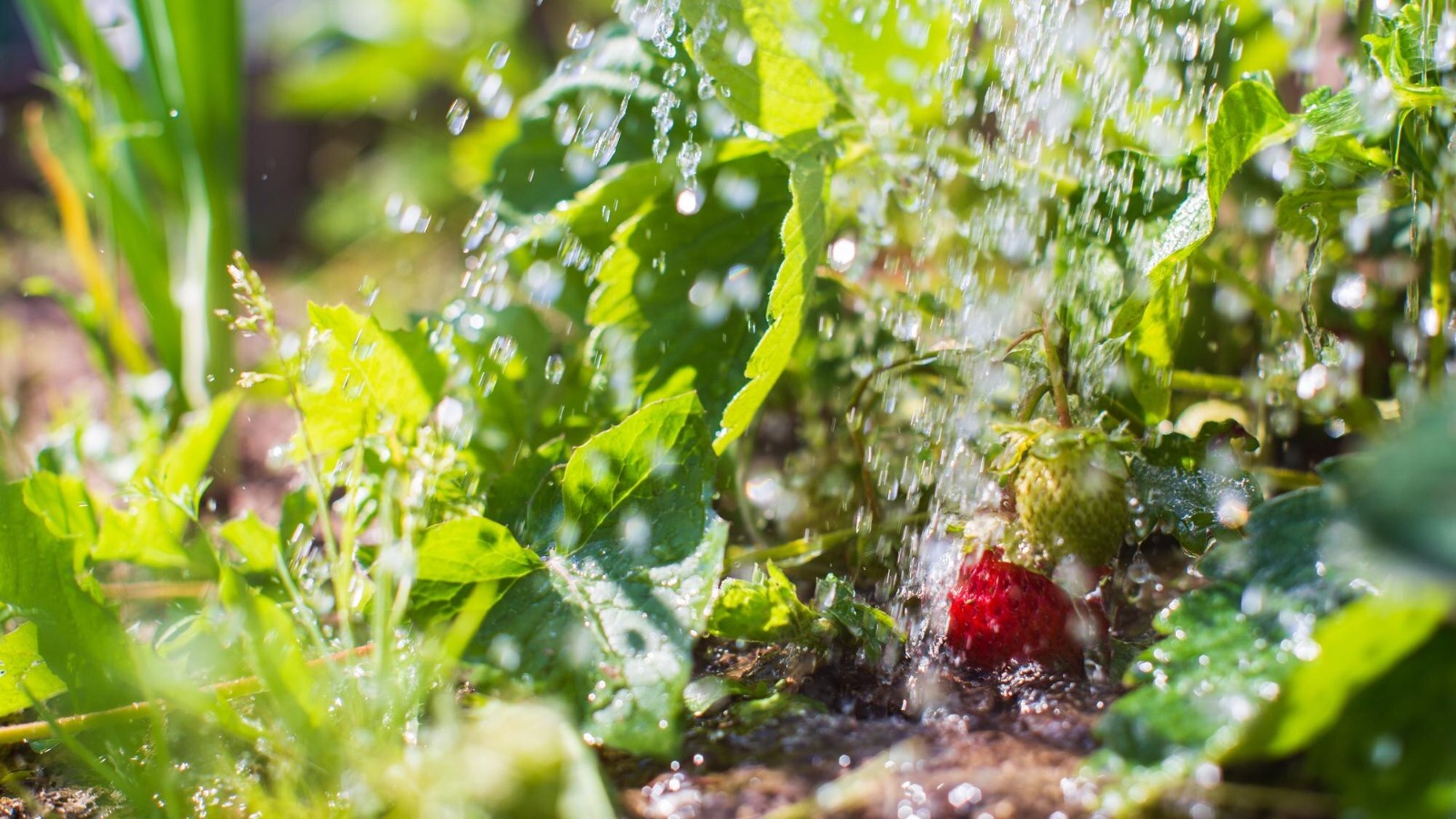 Seasonal Gardening Care