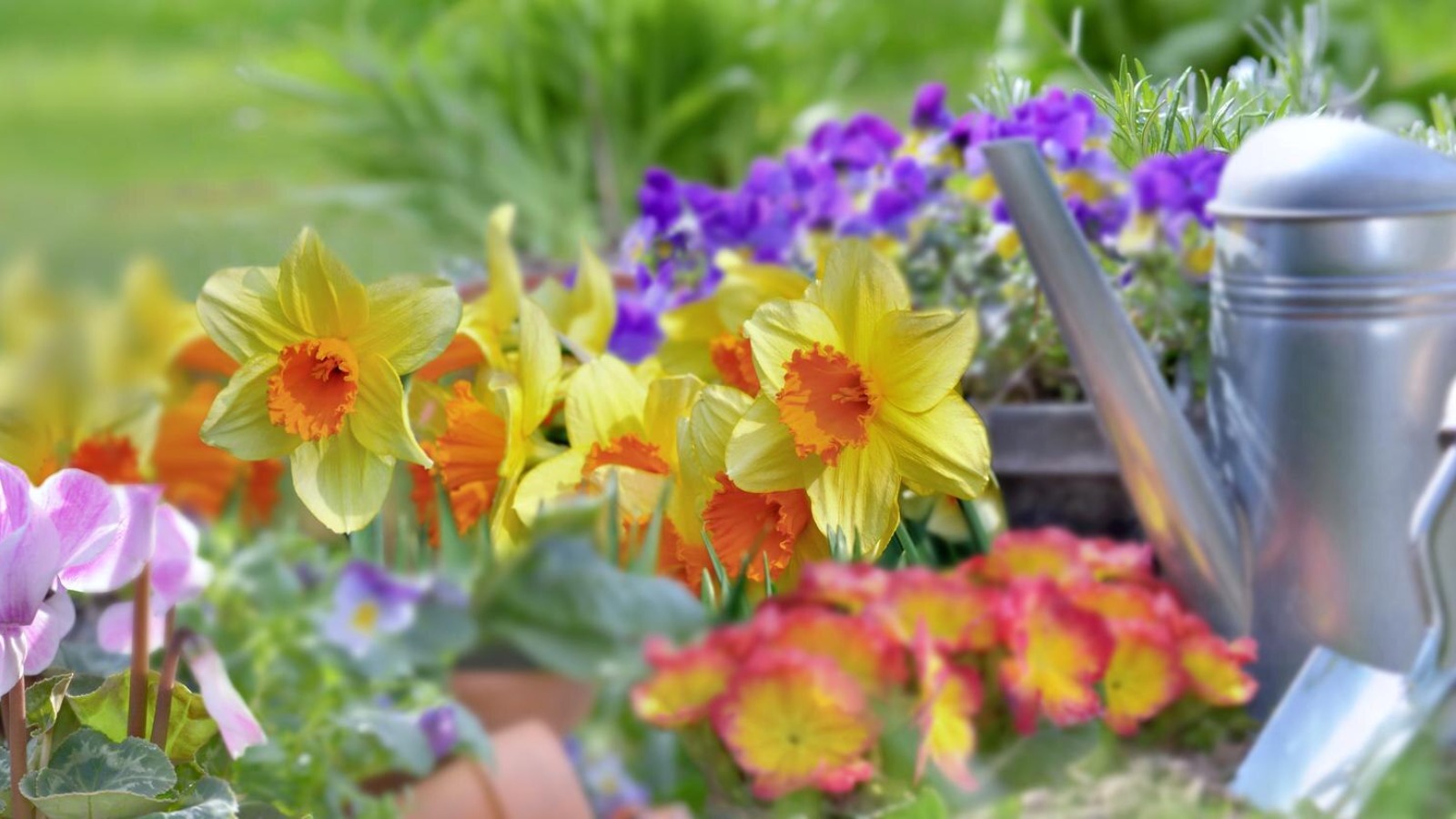 Beautiful Aesthetic Garden